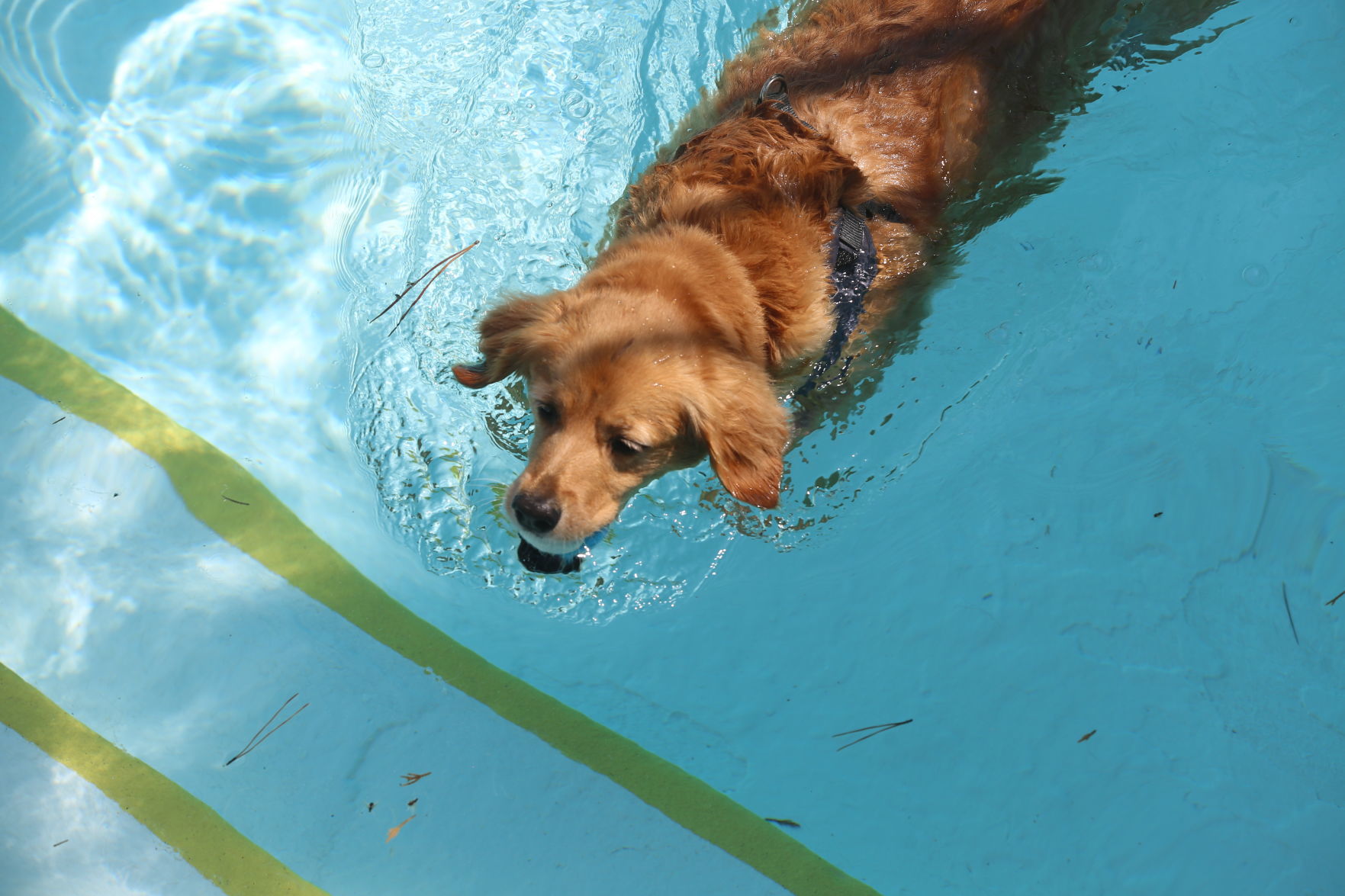 090919_gal_WWdogs (6)